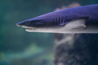 Close-up of fish swimming in sea