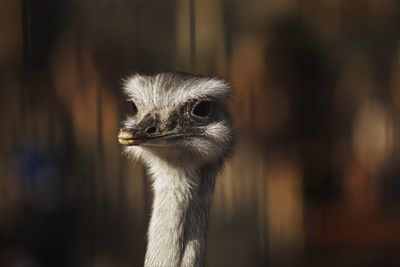Close-up of ostrich