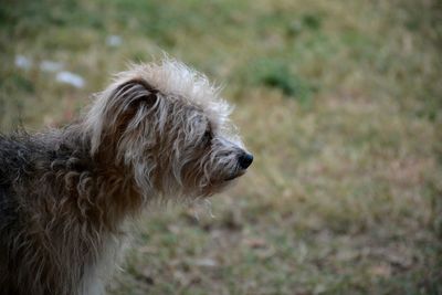 Close-up of dog on field