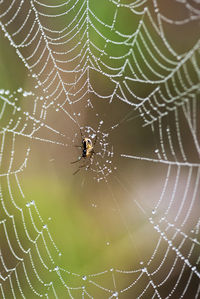 Close-up of spider on web