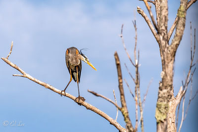 Low angle view of bird perching on tree against sky