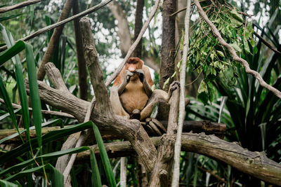 Proboscis monkey sitting on tree branch in forest