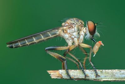 Side view of robber fly hunting on insect on stick
