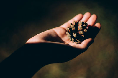 Close-up of hand holding pine cone