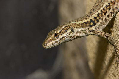 Close-up of a lizard