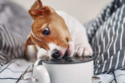 Jack russell terrier dog nibbles vintage alarm clock in bed. wake up and morning concept