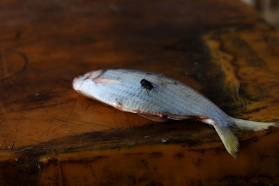 High angle view of lizard on wood
