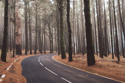 Road amidst trees in forest