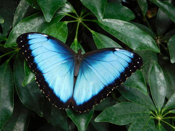 Close-up of butterfly on leaf