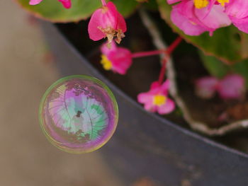 Close-up transparent ball and pink flowers