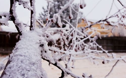 Close-up of frozen tree during winter