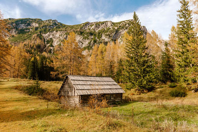 Wooden hut surrounded by golden larch trees in mountains