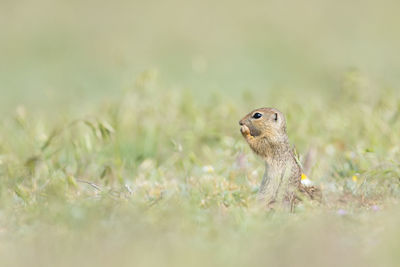 Close-up of a lizard on land