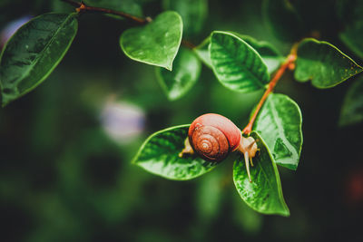 Close-up of snail on plant