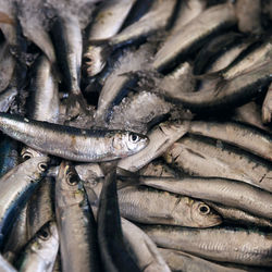 Full frame shot of fish for sale in market