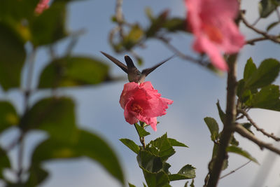 Low angle view of pink flowers on tree