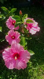 Close-up of pink flowers