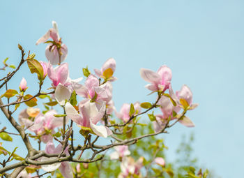 Opened pink magnolia flower among the branches of the tree. out of the sky on a sunny spring day. 