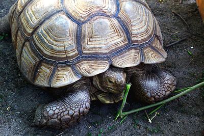 High angle view of tortoise on grass