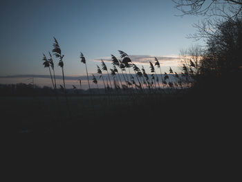 Silhouette trees on field against clear sky during sunset