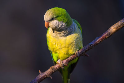 Close-up of parrot perching on branch