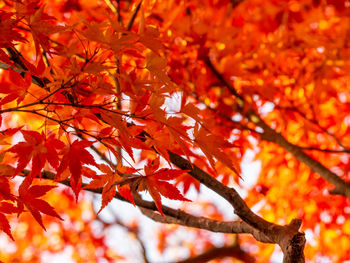 Low angle view of maple leaves on tree