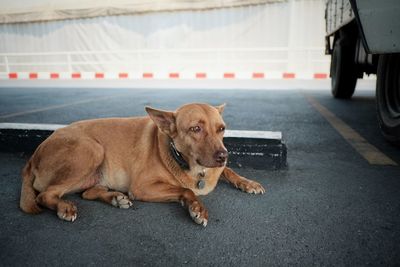 Dog lying on the road