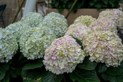 Close-up of white hydrangea flowers