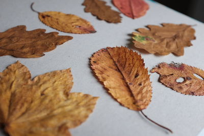 Close-up of leaves on marble