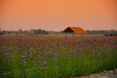 View of purple flowering plants on field against sky during sunset