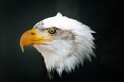 Close-up of eagle against black background