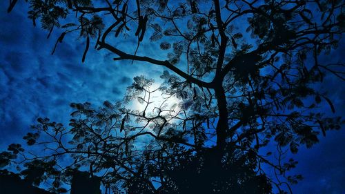 Low angle view of tree against sky