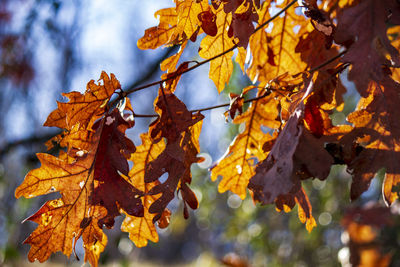 Close-up of autumnal leaves on tree