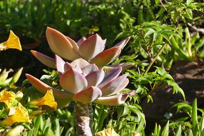 Close-up of flowering plant