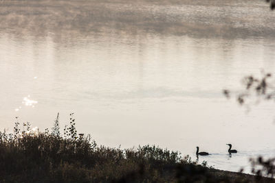 Swan swimming in lake against sky