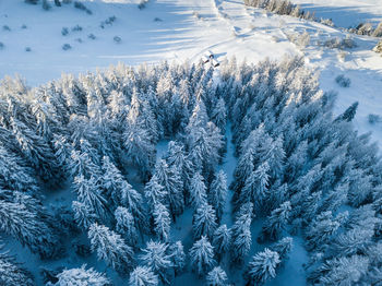 Snow covered pine trees