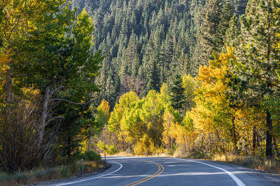 Road amidst trees in forest