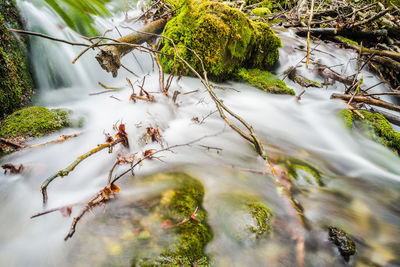 Close-up of moss covered tree in forest