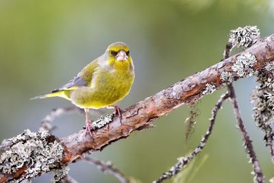 Close-up of bird perching on branch