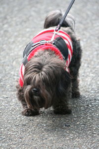 Dog on road