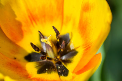 Close-up of yellow flower pollen