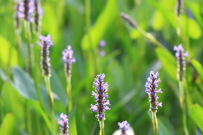 Close-up of purple flowering plant on field