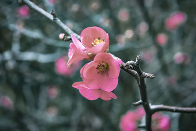 Close-up of pink cherry blossom
