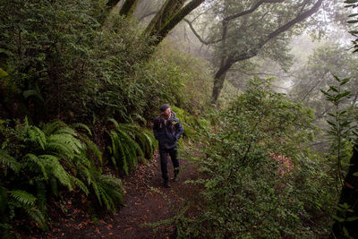 Man hikes up misty trail beside above hill covered by trees and ferns