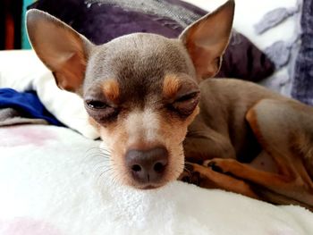 Close-up portrait of a dog resting on bed