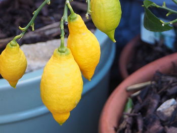 Close-up of yellow fruits hanging on plant