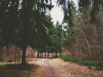 Trees in forest