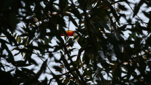 Low angle view of fruit growing on tree