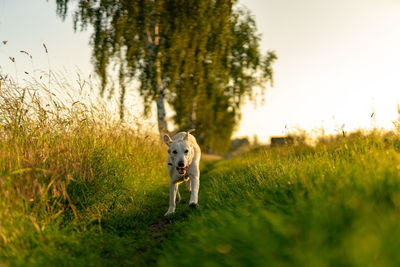 Portrait of dog on field