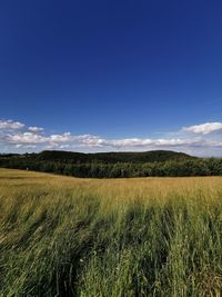 Scenic view of agricultural field against blue sky